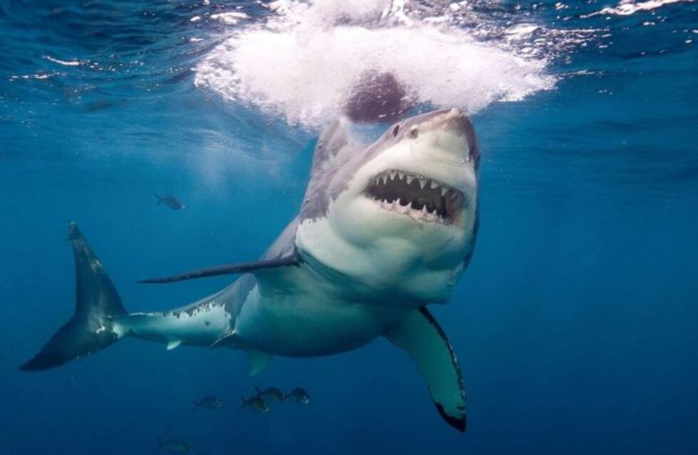 Las impactantes fotos de un tiburón que murió atragantado por una tortuga marina