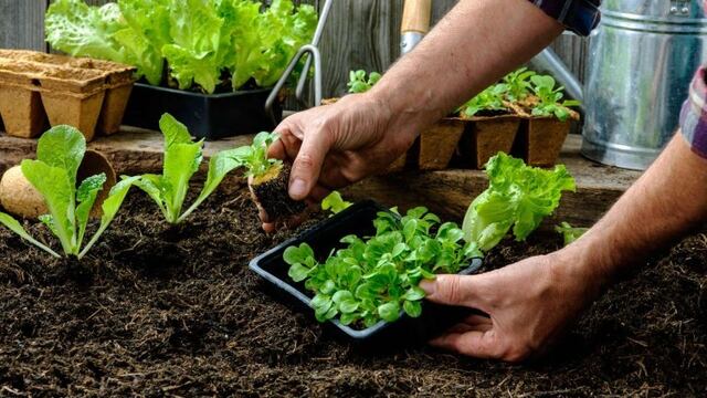 Todo sobre huerta orgánica y compostaje, con talleres gratuitos en Villa Carlos Paz, (Foto: imagen ilustrativa / archivo).