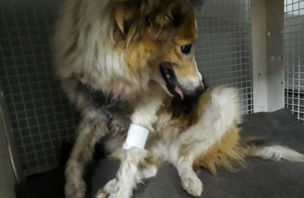 Indignante: apuñalaron una perrita en plena calle