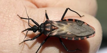 ARGENTINA-HEALTH - A Panstrongylus megistus insect sits on a finger in the Argentine province of Corrientes in this picture taken September 16, 2008\u002E This bug, commonly known as Vinchuca in many rural areas spreads Chagas, a disease that originated in Latin America, is endemic to Argentina and has killed some 50,000 people worldwide\u002E Argentina has sharply reduced poverty since the 2001-2002 crisis, and the economy is in its sixth year of strong growth, but health workers say they do not have the corrientes  insecto vinchuca transmision enfermedad de chagas vinchucas