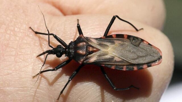 La vinchuca es la principal transmisora del Chagas.
