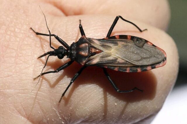 Chagas\u002E (Reuters)