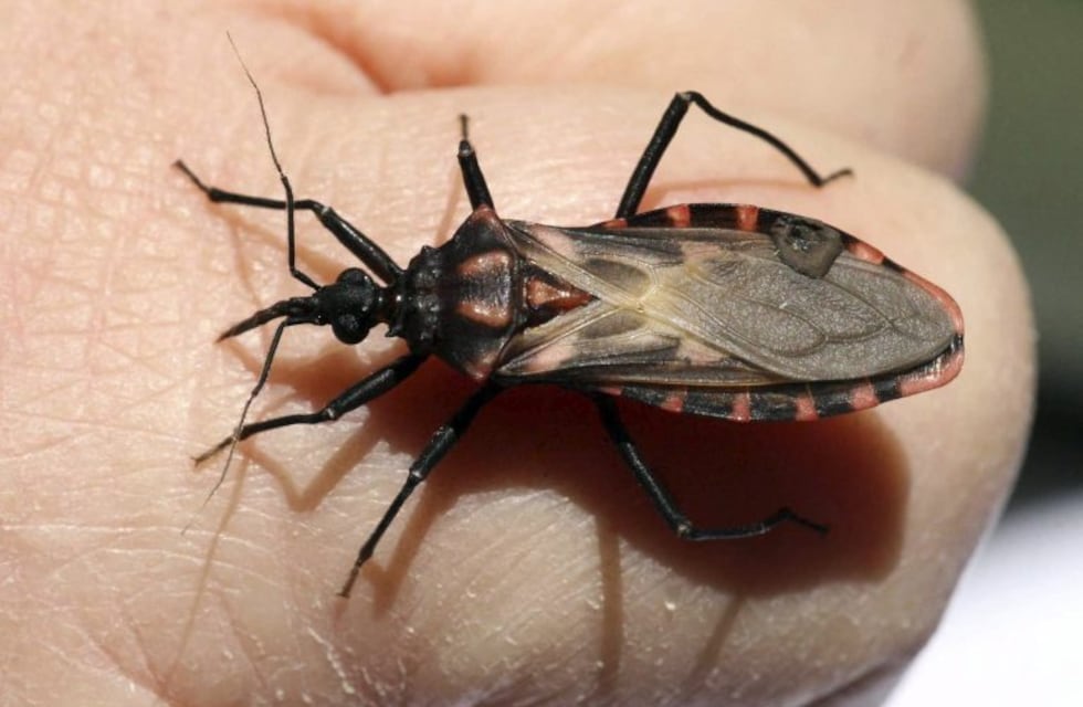 Salta continúa la vigilancia epidemiológica por el mal de Chagas