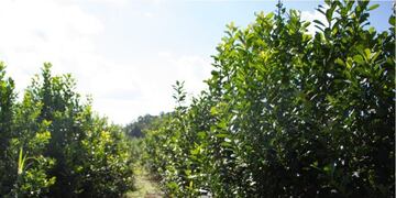 Plantación de yerba mate\u002E (INYM)