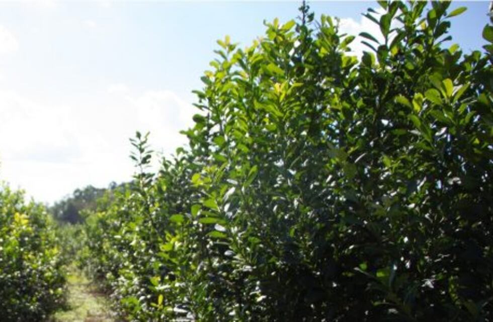 Frenan la cosecha de yerba mate en octubre y noviembre