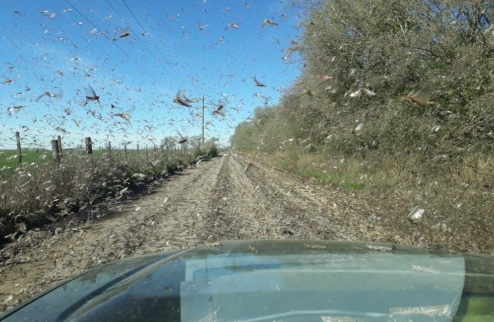 Llegaron las langostas al sur de Córdoba