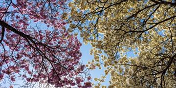 Primavera anticipada en La Rioja