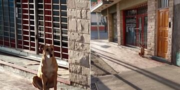 Bianca, la perrita que espera por su dueña fallecida\u002E