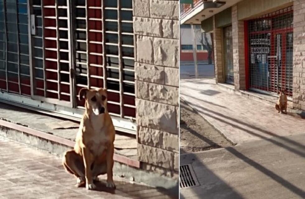 Amor perruno: su dueña falleció y Bianca aún la espera