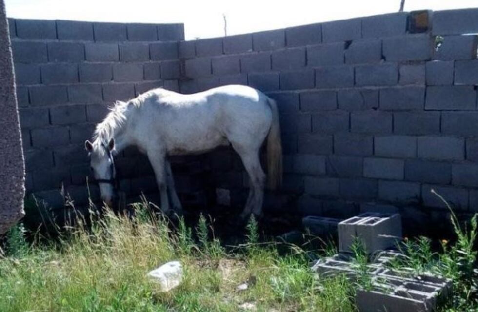 Pagaron un "rescate" por un caballo de una niña con síndrome de down