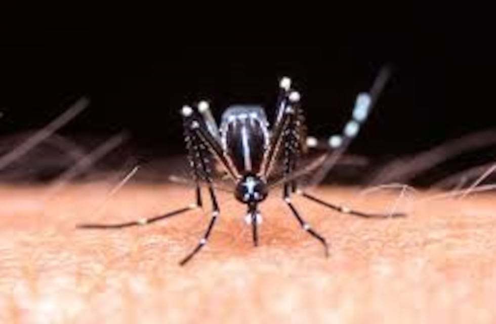 Confirman 1.444 casos de dengue en provincia de Buenos Aires y Capital Federal