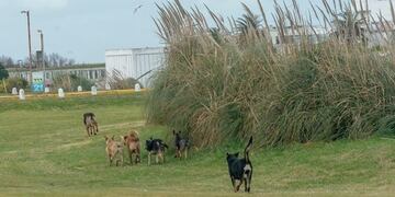 Perros callejeros\u002E