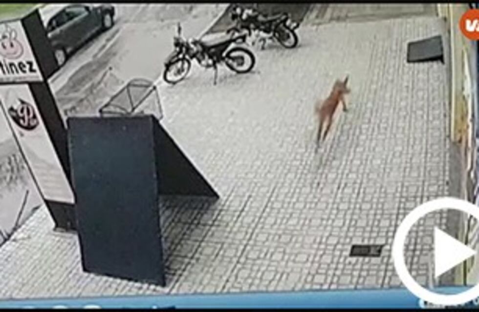 Alerta por un puma suelto en pleno centro de Villa María (video)