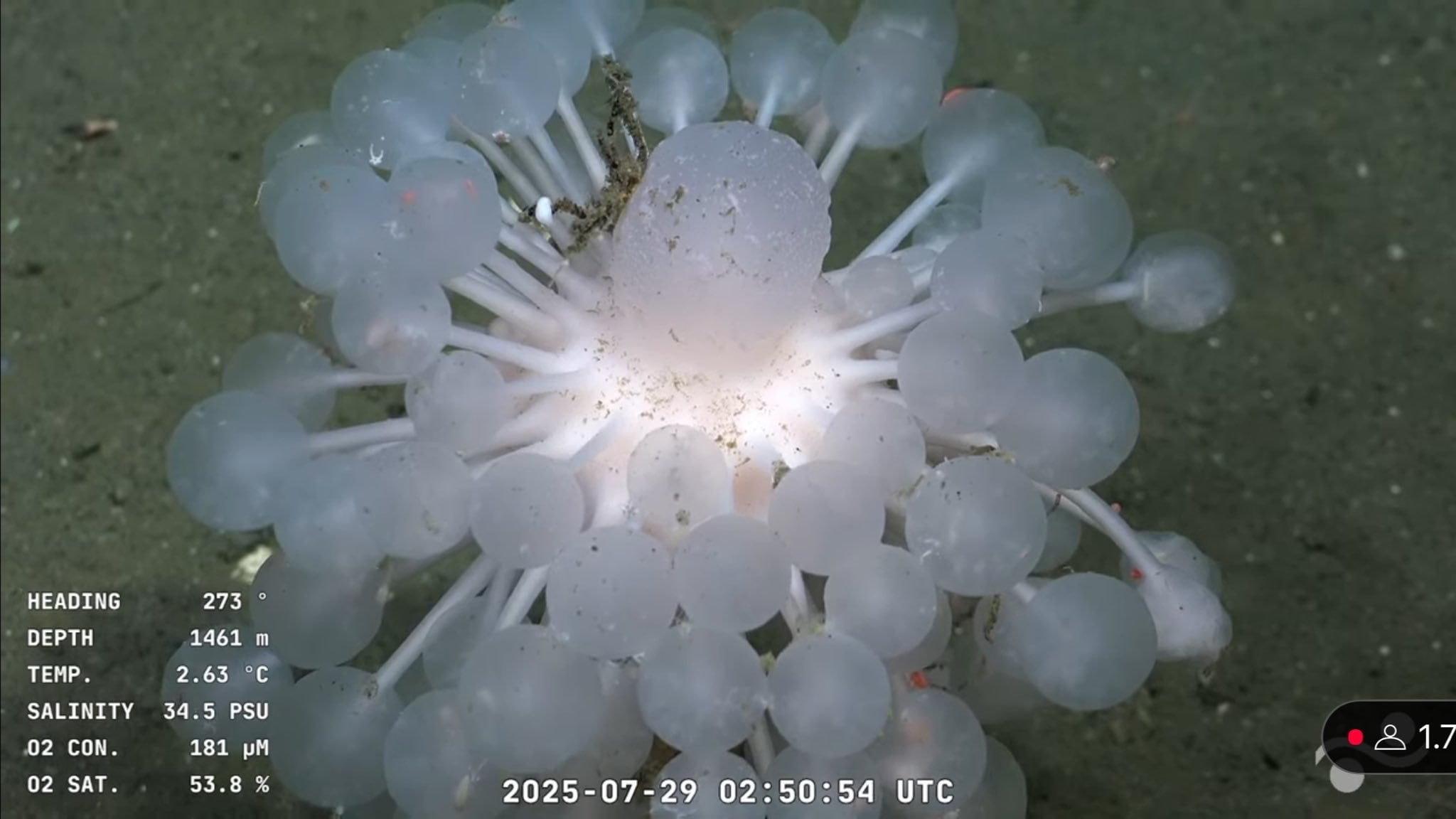 Las especies registradas en la expedición del CONICET