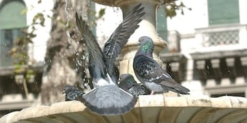 Las palomas son huéspedes naturales del piojillo, que puede pasarse a los seres humanos.