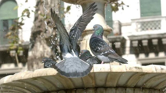 Las palomas son huéspedes naturales del piojillo, que puede pasarse a los seres humanos.