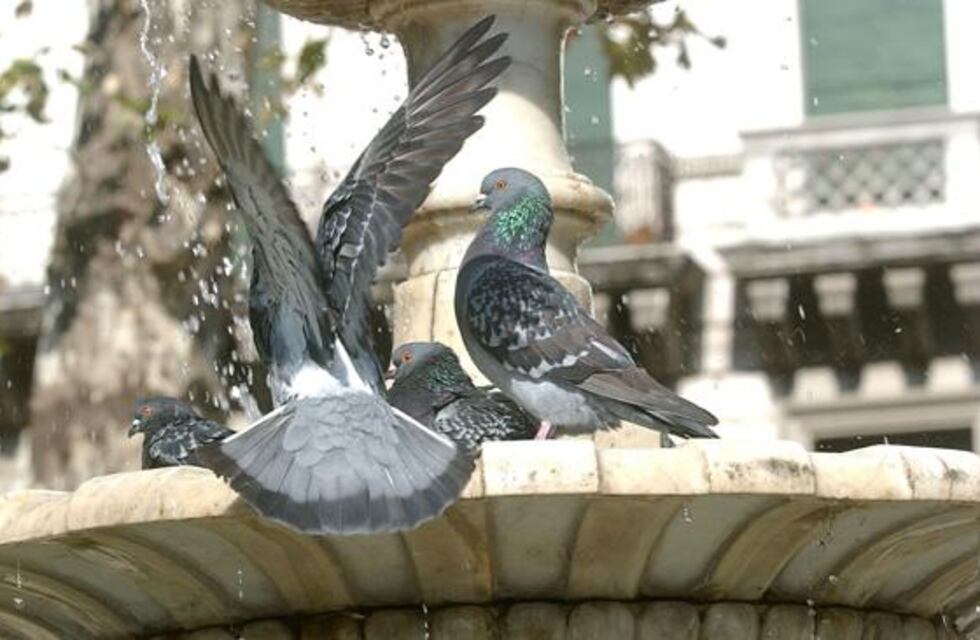 Superpoblación de palomas en Rosario: cerraron una escuela por picaduras de piojillo