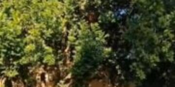 Posadas: quiso escapar de la Policía trepando un árbol pero fue detenido.