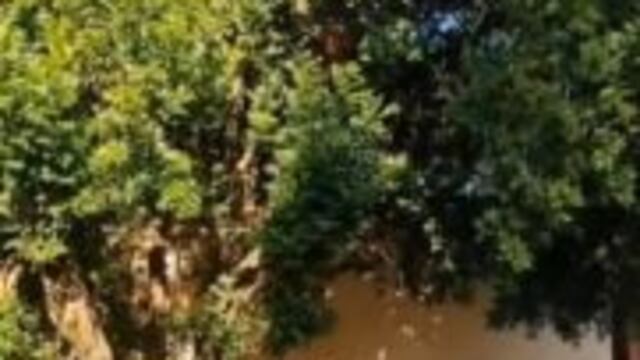 Posadas: quiso escapar de la Policía trepando un árbol pero fue detenido.