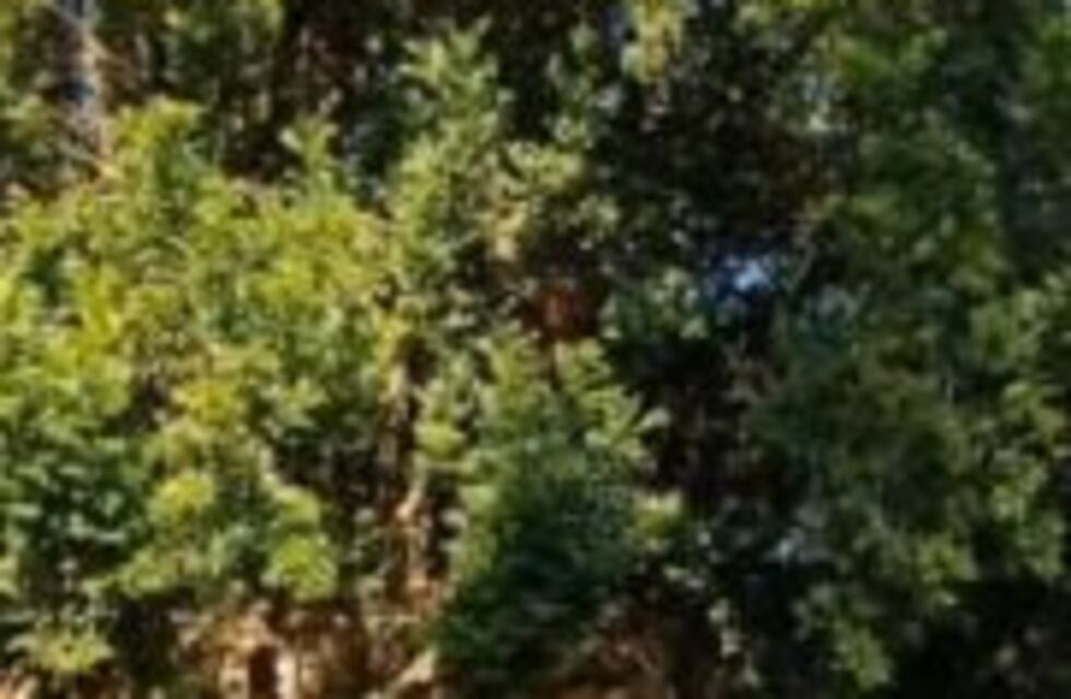 Posadas: quiso escapar de la Policía trepando un árbol pero fue detenido