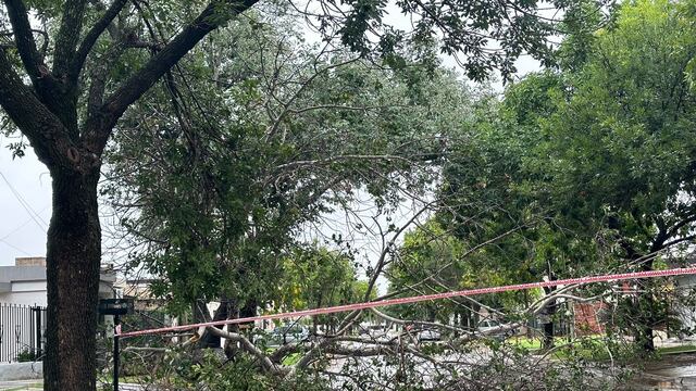 Árbol caído en el barrio Los Nogales