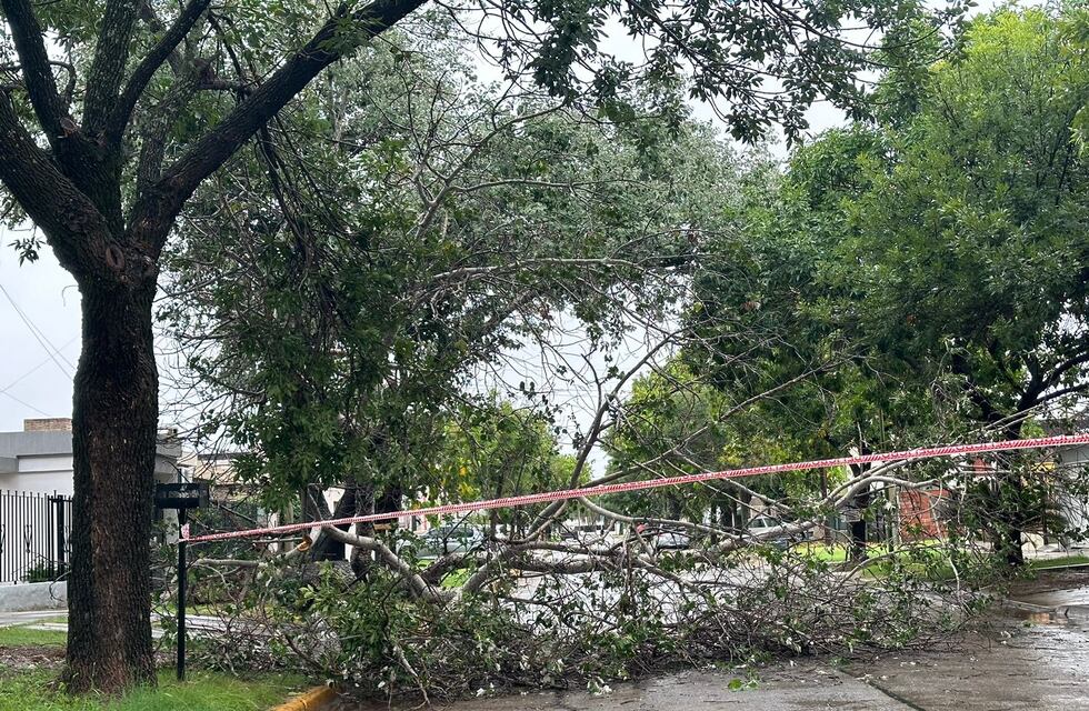 Tras casi 100 mm en 3 días, cayó un árbol en Los Nogales