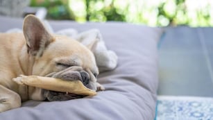 Qué sueñan los perros y los gatos según los expertos.