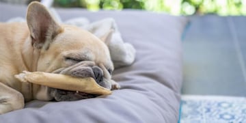 Qué sueñan los perros y los gatos según los expertos.