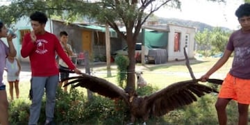 El personal de la Secretaría de Ambiente ayudó a rescatar al ave\u002E