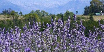 Avanza el trabajo de apoyo a las producciones de cervecería artesanal, aromáticas y vitivinícolas de nuestra Micro Región con el acompañamiento del Consejo Federal de Inversiones (CFI)\u002E