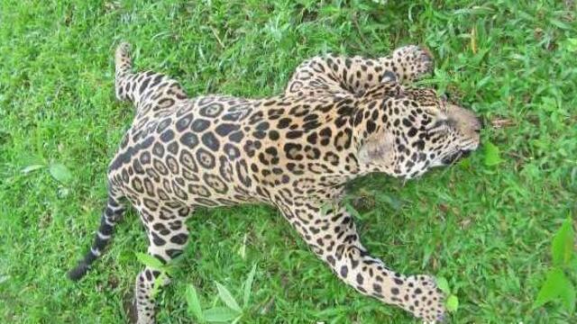 Nuevamente encontraron un yaguareté muerto en Arauco