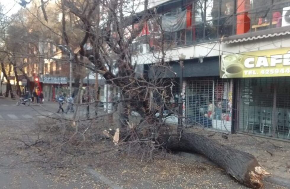 Multaron a un camionero que rozó un árbol y lo tiró