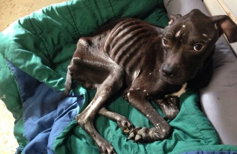 Dejó que su perro muriera de hambre y deberá hacer trabajo comunitario