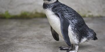 El pingüino de Magallanes encontrado en una vivienda de Santa Rosa de Calamuchita\u002E