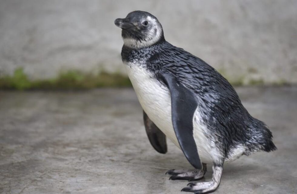 En fotos y video, el pingüino de Magallanes que tenía una familia en Santa Rosa de Calamuchita