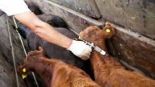 Vacunación contra la aftosa podría extenderse para cumplir con las metas de inoculación previstas.
