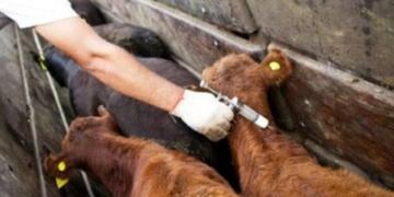 Vacunación contra la aftosa podría extenderse para cumplir con las metas de inoculación previstas.