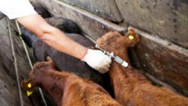 Vacunación contra la aftosa podría extenderse para cumplir con las metas de inoculación previstas.