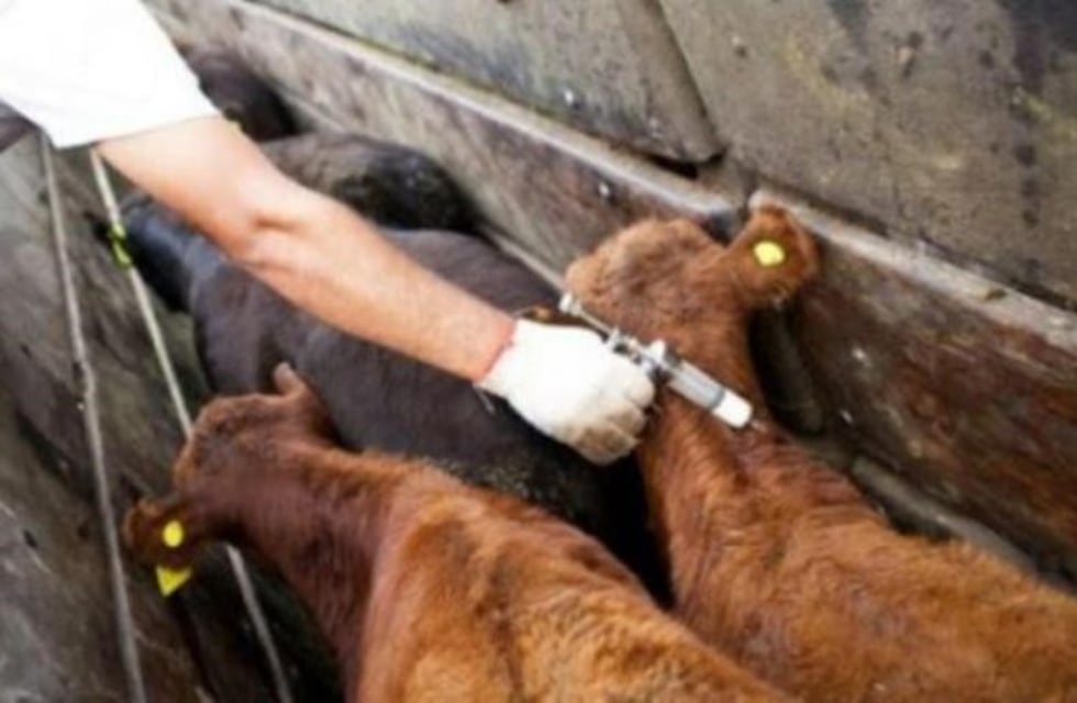 El 10 de marzo se inicia la 49° campaña de vacunación antiaftosa