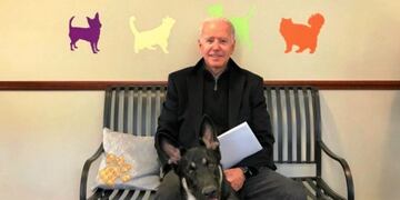 Major, el perro de Joe Biden, será el primer animal adoptado en llegar a la Casa Blanca\u002E  (Twitter/@delawarehumane)