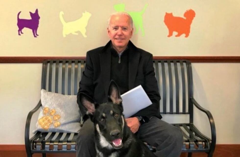 Major, el primer perro adoptado de un refugio que llegará a la Casa Blanca junto a Joe Biden
