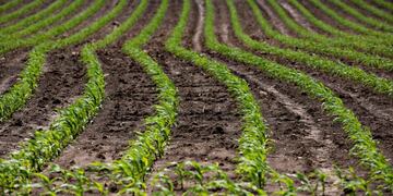 Photographer: Daniel Acker/Bloomberg eeuu illinois eeuu plantacion de maiz en illinois campos cultivos plantaciones