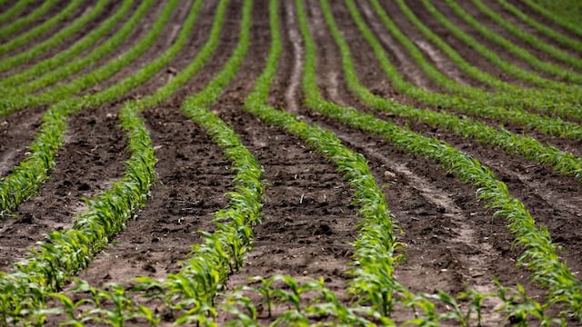 Photographer: Daniel Acker/Bloomberg eeuu illinois eeuu plantacion de maiz en illinois campos cultivos plantaciones