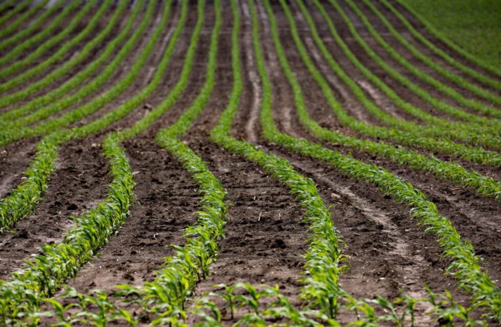 Nueva herramienta para medir el estrés de las plantas