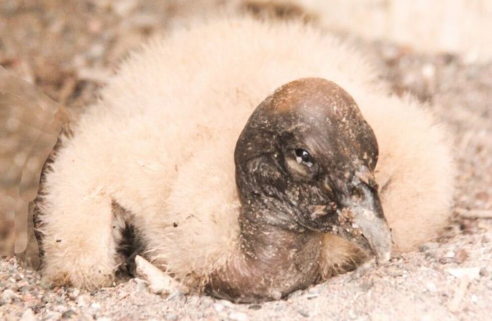 Por primera vez nació en San Juan un cóndor en cautiverio