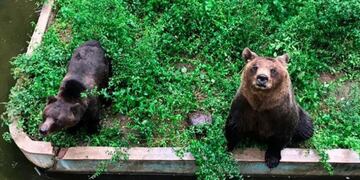 Osos del Zoo de Córdoba\u002E