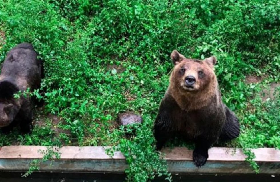 Zoo Córdoba: el traslado de los osos a Estados Unidos costará siete cifras