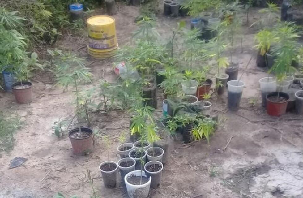 400 plantines de marihuana fueron secuestrados en Leales