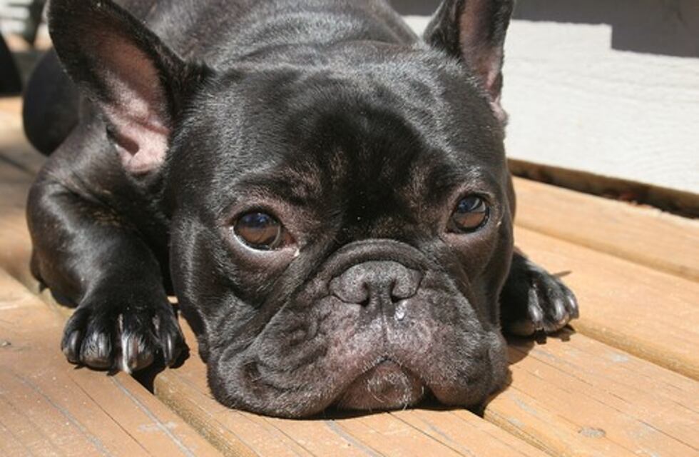 El salto acrobático de un perro para escapar de un corral