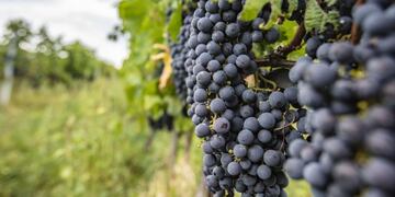 Uva bonarda, la plantación más grande es en Mendoza